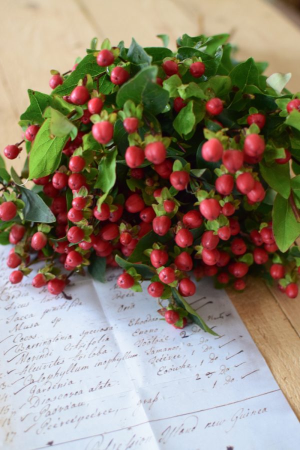 Hypericum rot ein Bund. Ganz frisch für deine Herbstdeko. Deko mit roten Beeren vom Mrs Greenery Shop. Johanniskraut bestellen