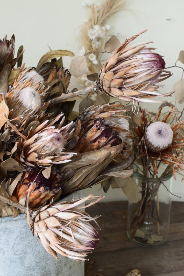 Protea getrocknet. Deko mit Trockenblumen Proteen dekorieren Dried Flowers getrocknet im Mrs Greenery Shop bestellen