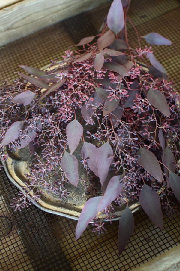 Eukalyptus Eucalyptus Populus rot mit Früchten frisch jetzt im Mrs Greenery Shop bestellen