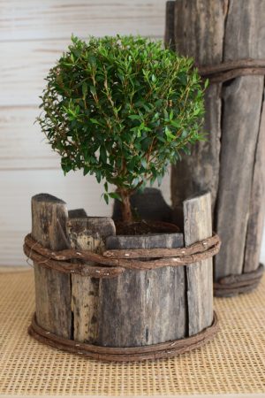 Mini Myrtenbaum Bäumchen Myrthe Topfpflanze im Mrs Greenery Shop bestellen