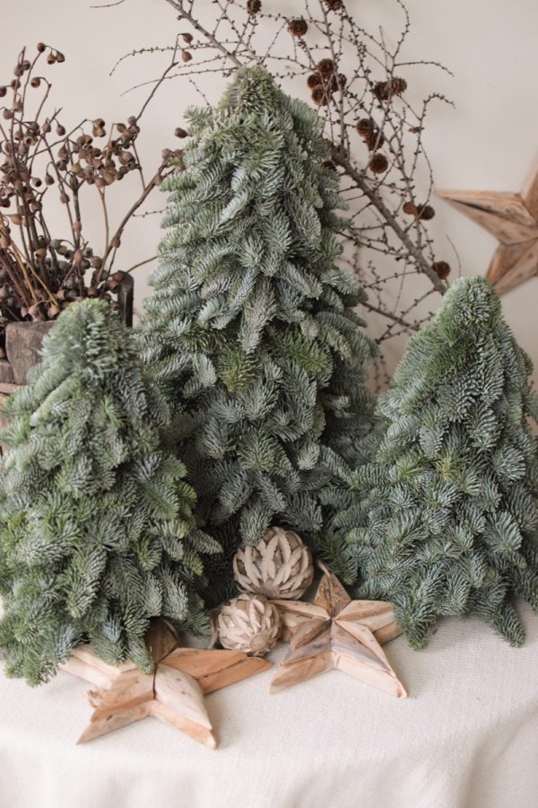 Nobilis Tanne frisch echt 40 und 60 cm handarbeit weihnachtsbaum tannenbaum Weihnachstdeko im Mrs Greenery Shop bestellen