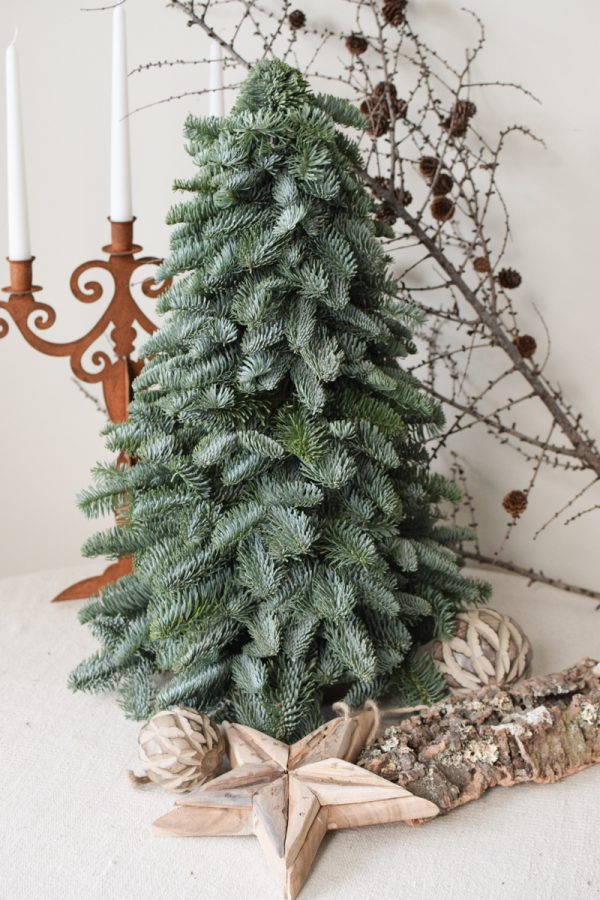 Nobilis Tanne frisch echt 60 cm handarbeit weihnachtsbaum tannenbaum Weihnachstdeko im Mrs Greenery Shop bestellen