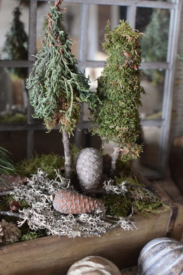 Pinienzapfen frisch Mini Zapfendeko Naturdeko Winterdeko Weihnachtsdeko im Mrs Greenery Shop bestellen