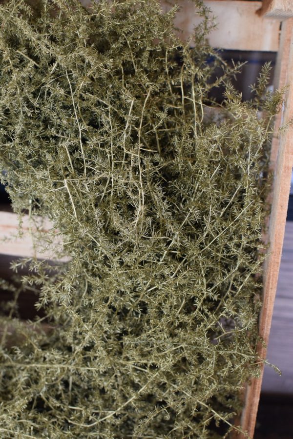 Asparagus Kranz gewachst 50 cm Kranz Fertigkranz gebunden im Mrs Greenery Shop bestellen