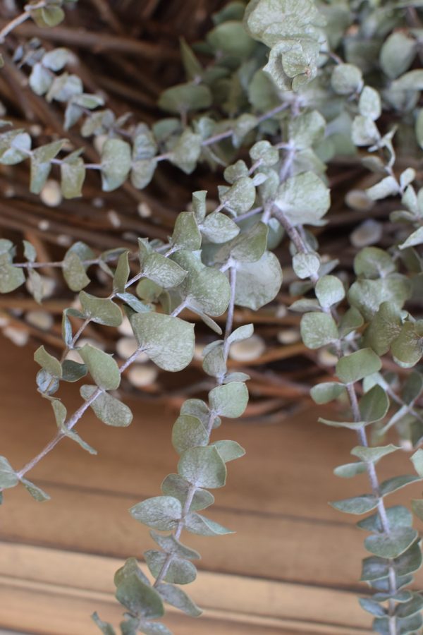Eukalyptus Baby Blue getrocknet Trockenblumen Naturdeko im Mrs Greenery Shop bestellen
