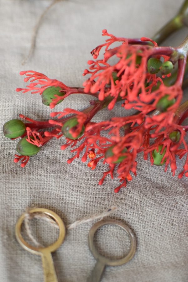 Jatropha Firecracker Feuerwerksblüte Koralle Schnittblume besonders rot grün frisch Schnittblumen DIY Naturdeko im Mrs Greenery Shop bestellen