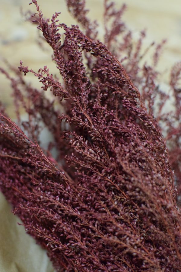 Trockenblumen Lepidium rot Kreativsein Kranzbinden kreativ im Mrs Greenery Shop bestellen