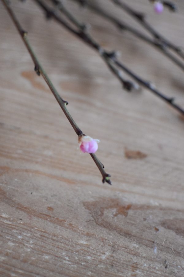Pfirsich Zweige Blüten Pfirsichblüten frisch Bund Ostern Frühling kreativsein kreativ im Mrs Green