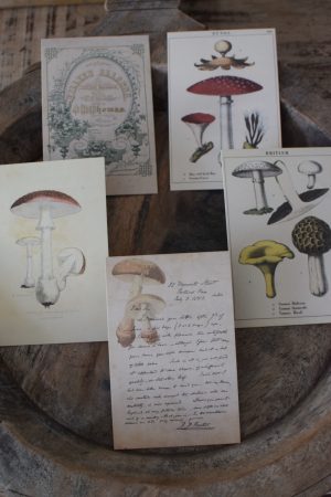 Postkarten Set 5 Stück mit Umschlag. Papeterie Flora Fauna Natur Noten Nostalgie Pilze Motive natürlich Naturdeko im Mrs Greenery Shop bestellen