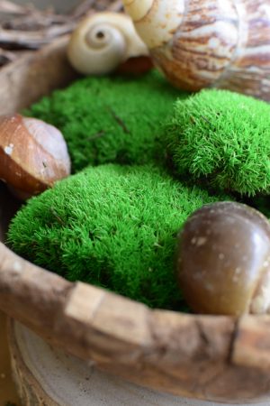 Bollenmoos Moos grün konserviert zum Basteln im Mrs Greenery Shop bestellen