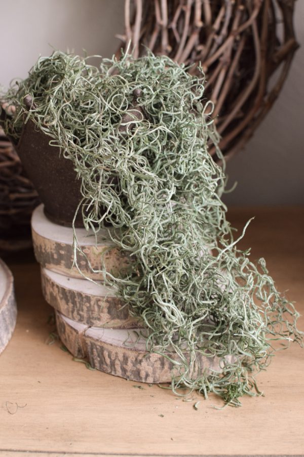 Tillandsien grün Curly Moos zum Basteln kreativsein Naturdeko Naturmaterial im Mrs Greenery Shop bestellen kaufen
