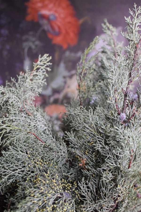 Zypresse Arizona Wintergrün frisch Kranzbinden Winterdeko Herbstdeko kreativsein im Mrs Greenery Shop bestellen kaufen