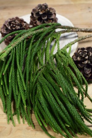 Tannengrün Wintergrün Araukarie Araucaria Naturdeko frisch im Mrs Greenery Shop bestellen kaufen