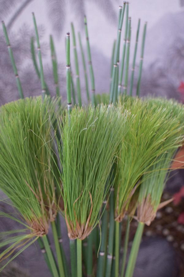 Zyperngras Papyrus farn Grünmaterial Naturdeko frisch im Mrs Greenery Shop bestellen kaufen