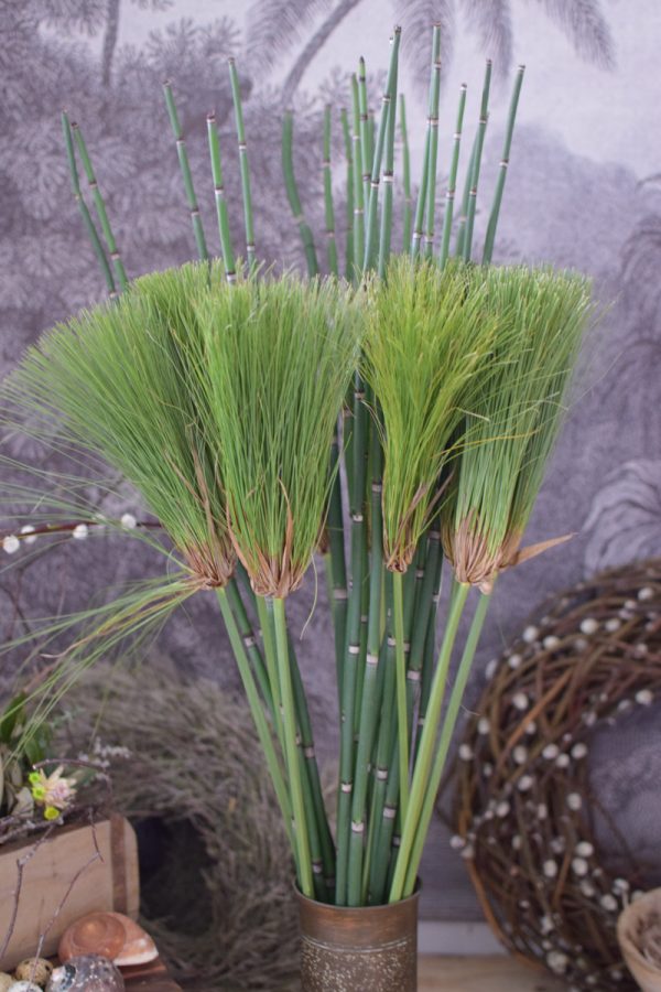 Zyperngras Papyrus Schachtelhalm farn Grünmaterial Naturdeko frisch im Mrs Greenery Shop bestellen kaufen