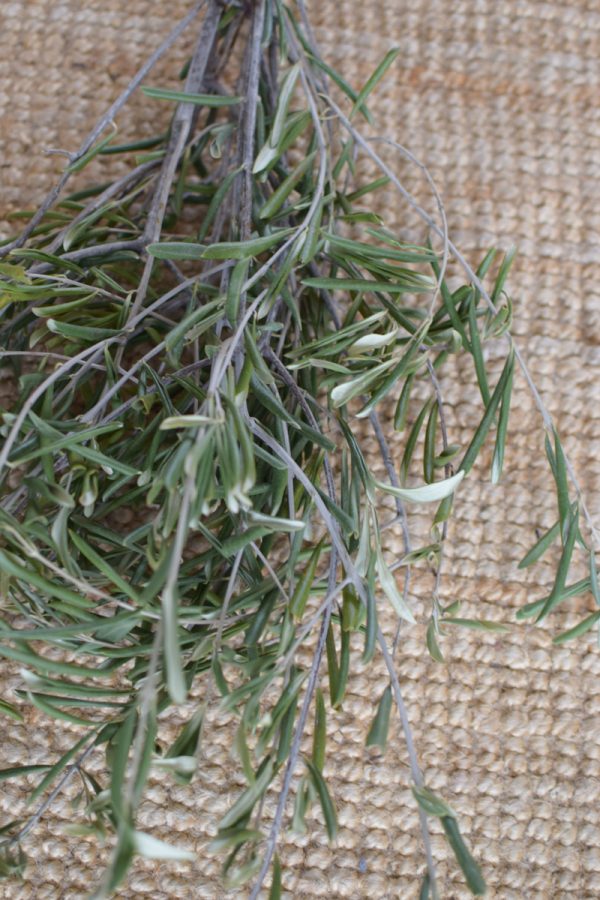 Olive Olivenzweig Bund getrocknet Trockenblumen im Mrs Greenery Shop kaufen bestellen Naturdeko Naturmaterialien basteln kreativsein