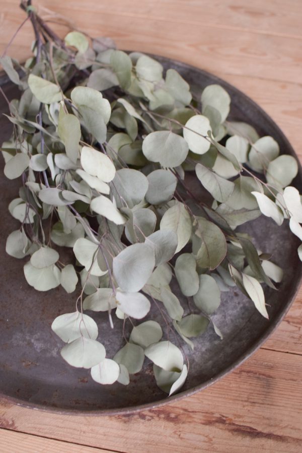 Eukalytus Popolus getrocknet Trockenblumen im Mrs Greenery Shop bestellen Naturdeko Deko mit Naturmaterialien