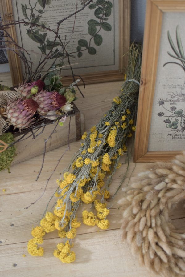 Sanfordii Trockenblumen getrocknete Blumen Blüten gelb im Mrs Greenery Shop kaufen bestellen Naturdeko Deko natürlich dekorieren