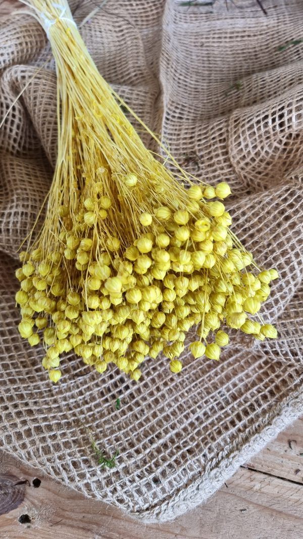 leinen gelb getrocknet gefärbt Trockenblumen im Mrs Greenery Shop bestellen kaufen kreativsein basteln