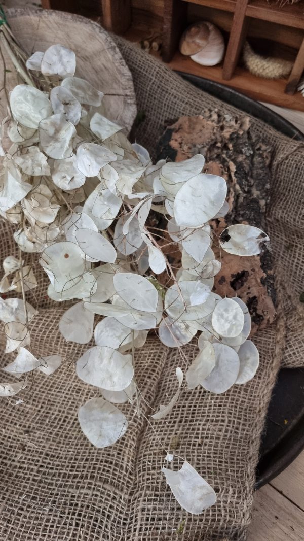 Lunaria Silberblatt Trockenblumen getrocknet Dekoidee Deko mit Naturmaterialien im Mrs Greenery Shop kaufen bestellen Naturdeko Deko natürlich dekorieren