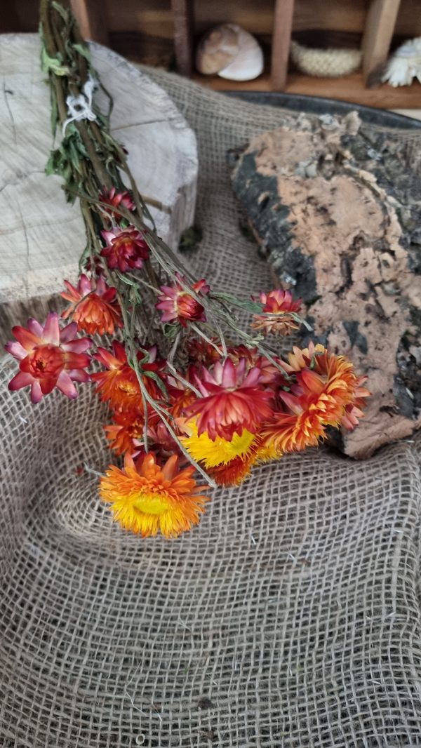 Strohblume Rodanthe Rhodanthe Helichrysum Blüten orange gelb Trockenblumen getrocknet Dekoidee Deko mit Naturmaterialien im Mrs Greenery Shop kaufen bestellen Naturdeko Deko natürlich dekorieren