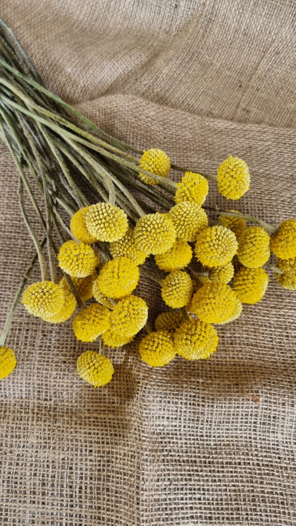 Craspedia Trommelstöcke frisch gelbe Blüten im Mrs Greenery Shop bestellen kaufen