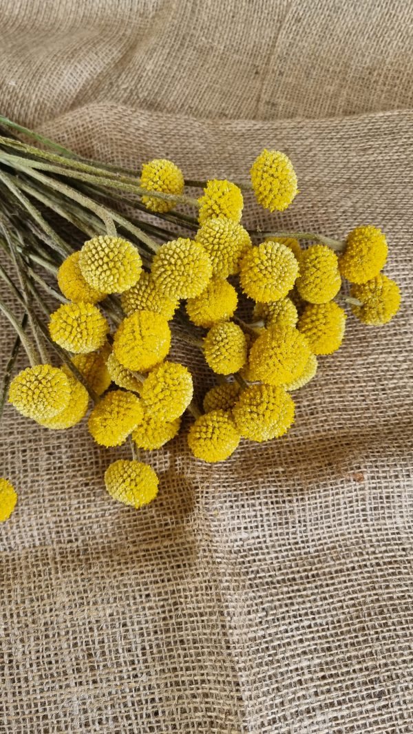 Craspedia Trommelstöcke frisch gelbe Blüten im Mrs Greenery Shop bestellen kaufen