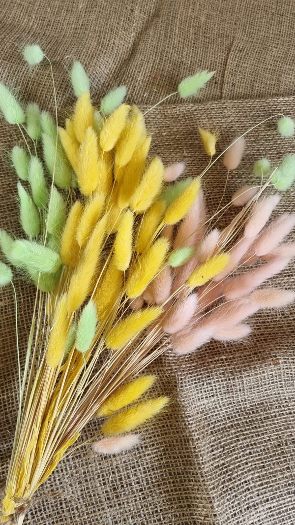 Samtgras gefärbt Farbe bunt trio Trockenblumen getrocknet Naturdeko im Mrs Greenery Shop bestellen kaufen