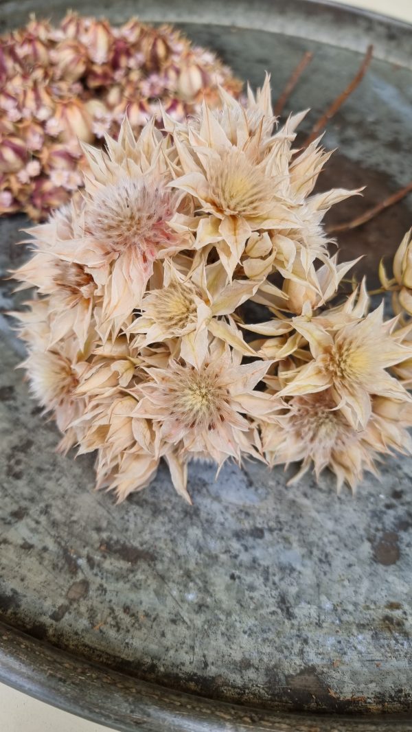 Blushing Bride Trockenblumen getrocknete Blüten im Mrs Greenery Shop bestellen kaufen