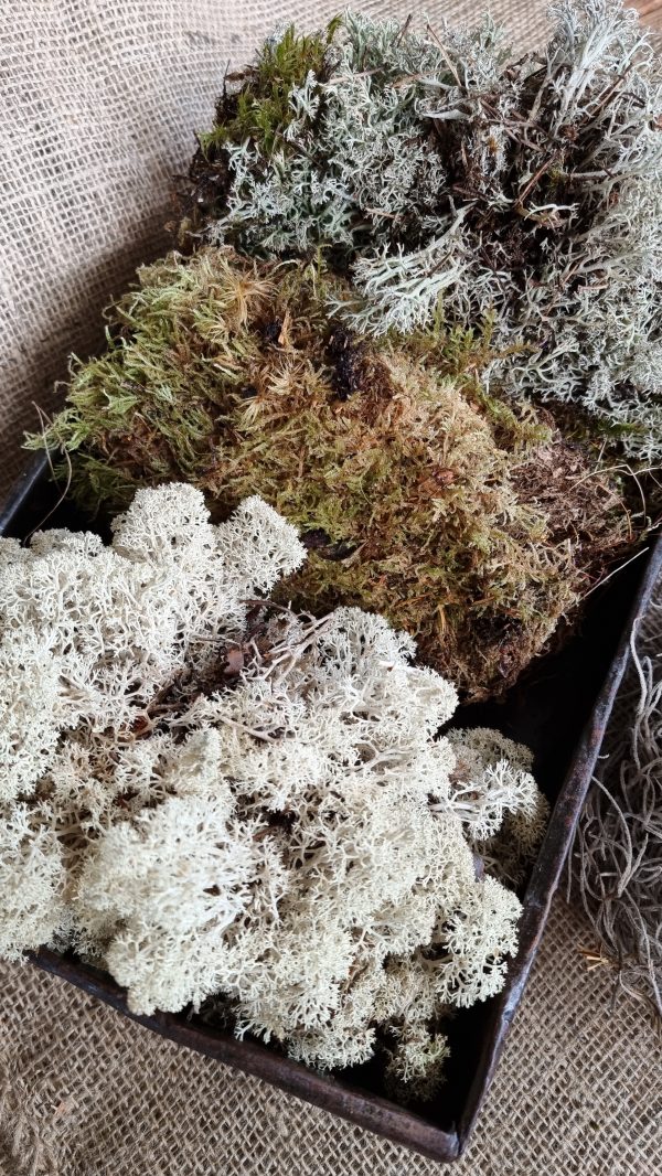Moosmix mix tillandsien Island Irisch Moos frisch getrocknet kreativsein basteln naturmaterial im Mrs Greenery Shop bestellen kaufen