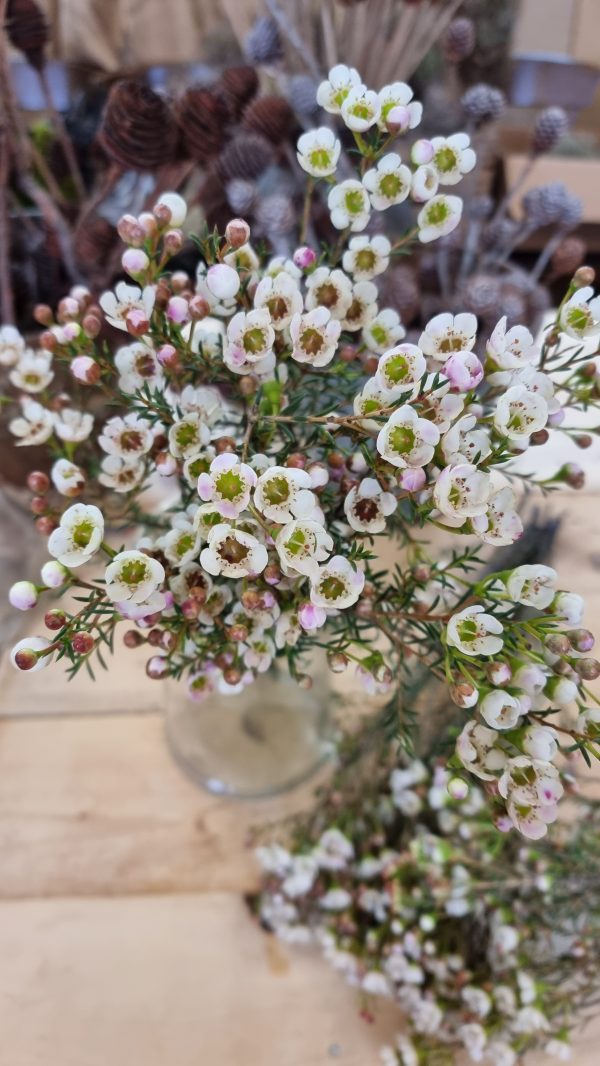 Chamelaucium Wachsblume frisch Kranz Kranzbinden Blume Blumen weiß rosa kreativsein im Mrs Greenery Shop bestellen kaufen