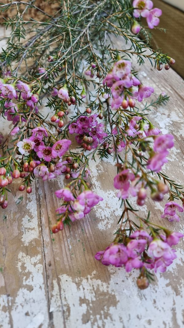 Chamelaucium Wachsblume frisch Kranz Kranzbinden Blume Blumen weiß rosa kreativsein im Mrs Greenery Shop bestellen kaufen