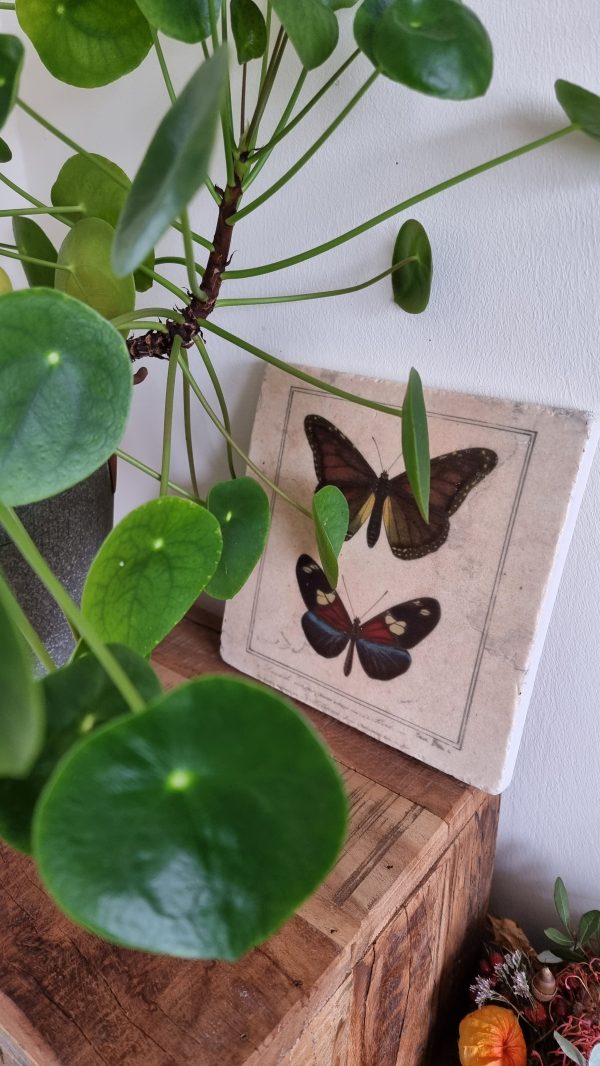 Bild Wandbild Schmetterlinge Platte zum Aufhängen natüröich dekorieren Mrs Greenery Shop bestellen kaufen