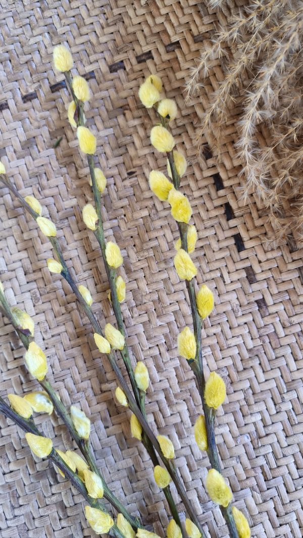 Weidekätzchen frisch gelb gefärbt Bund Ostern Frühling kreativsein kreativ im Mrs Greenery Shop bestellen kaufen