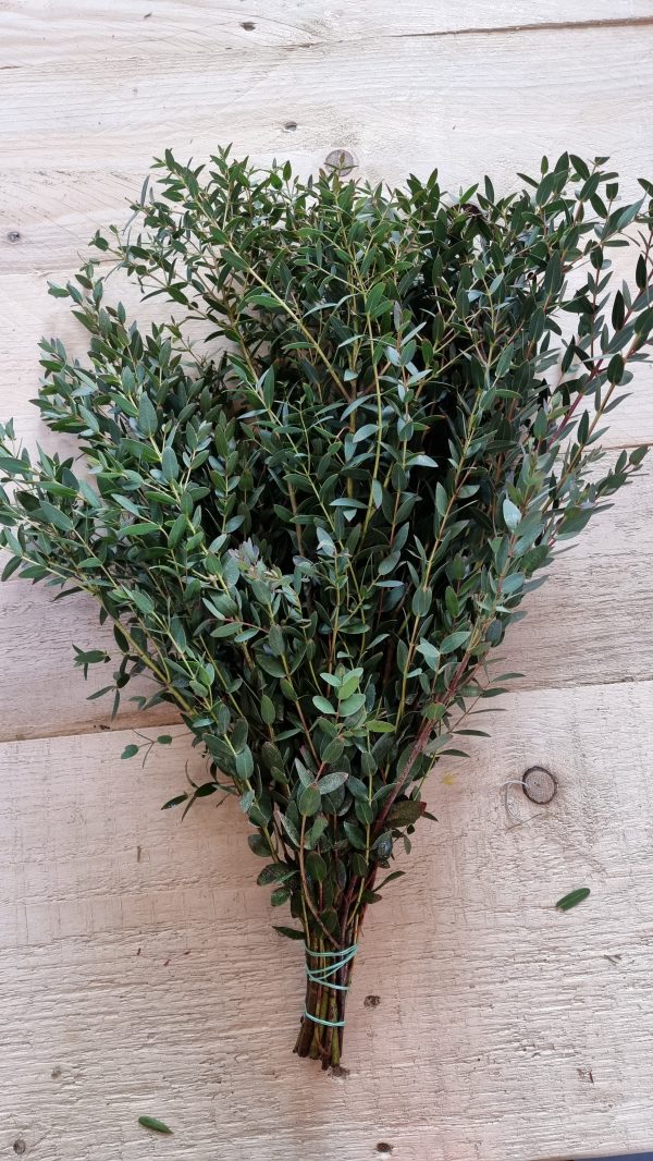 eukalyptus parvifolia frisch kranzbinden grünmaterial eucalyptus im mrs greenery shop bestellen kaufen