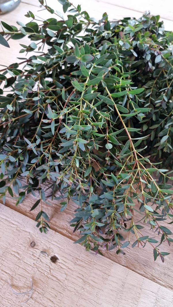 eukalyptus parvifolia frisch kranzbinden grünmaterial eucalyptus im mrs greenery shop bestellen kaufen