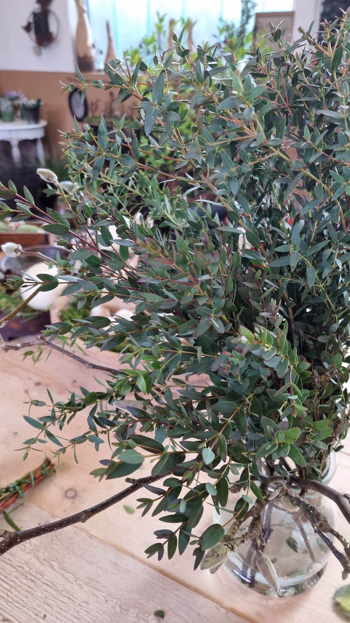 Eukalyptus Parvifolia: 1 Bund
