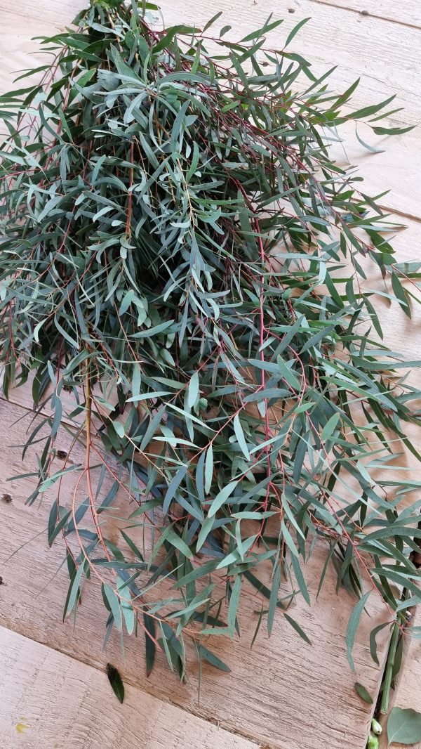 eukalyptus nicoli frisch kranzbinden grünmaterial eucalyptus im mrs greenery shop bestellen kaufen