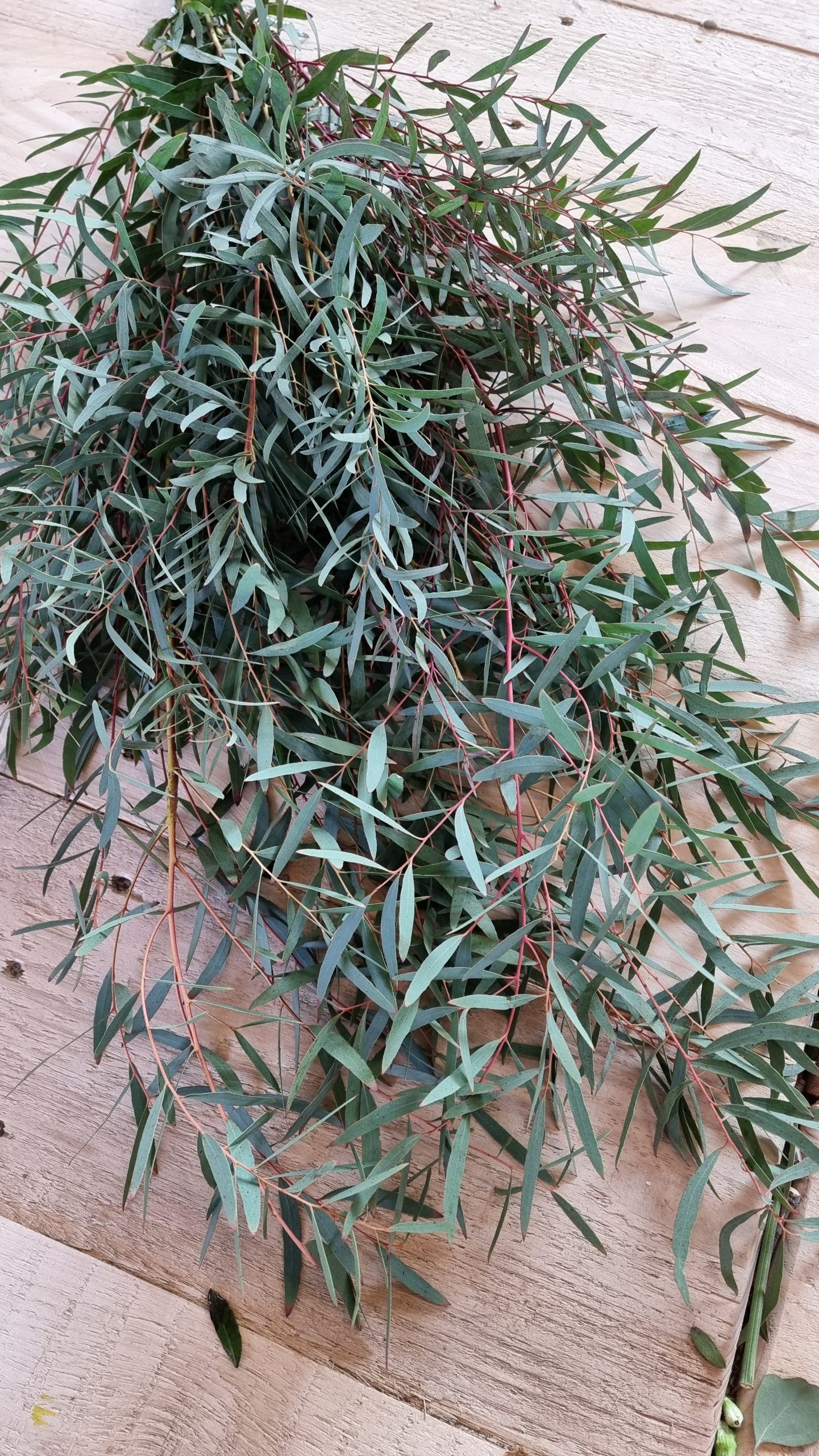 Eukalyptus Nicoli: 1 großer Bund