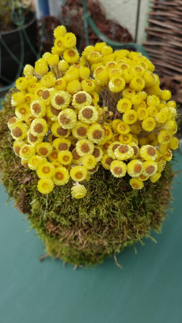 Immortelle Trockenblume im Bund zitrusgelb, gelb Kreativsein mit getrockneten Blumen aus dem Mrs Greenery Shop