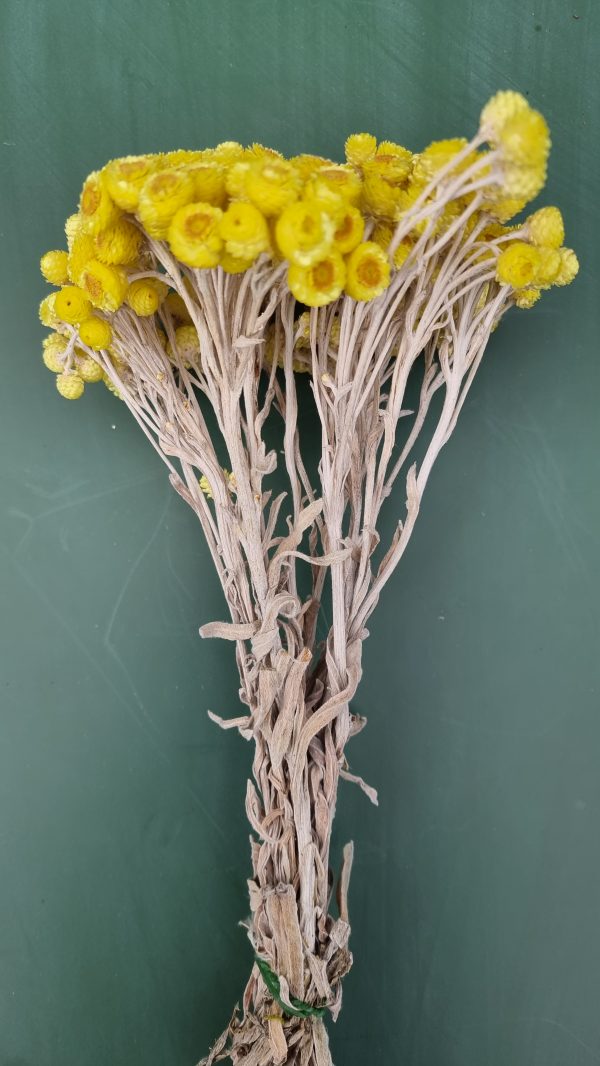 Immortelle Trockenblume im Bund zitrusgelb, gelb Kreativsein mit getrockneten Blumen aus dem Mrs Greenery Shop