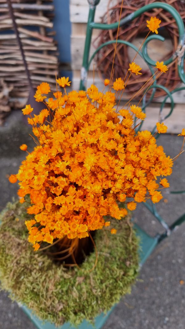 Glixia orange Trockenblume Strohblume Kreativsein und gestalten mit Trockenblumen Naturdeko Dekoidee