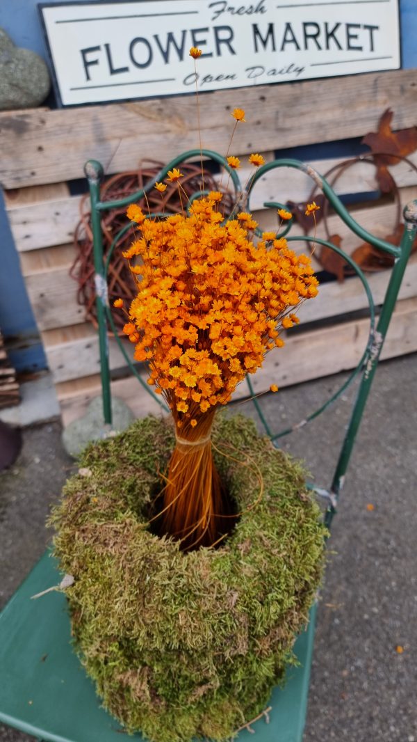 Glixia orange Trockenblume Strohblume Kreativsein und gestalten mit Trockenblumen Naturdeko Dekoidee