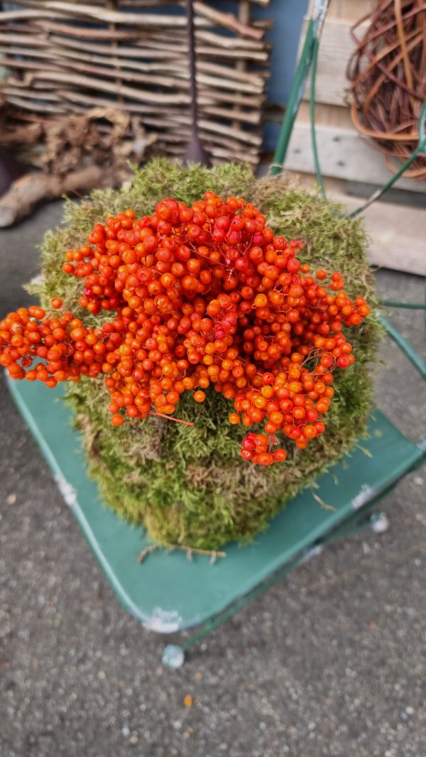 Pfefferbeeren orange pepper berries trockenblumen naturdeko getrocknet im Mrs Greenery Shop bestellen kaufen