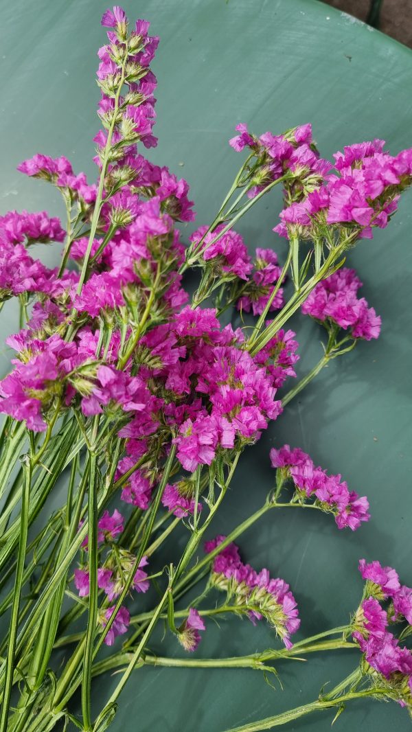 Strandflieder gefüllt Flieder frisch lila violett getrochnet im Mrs Greenery Shop bestellen kaufen