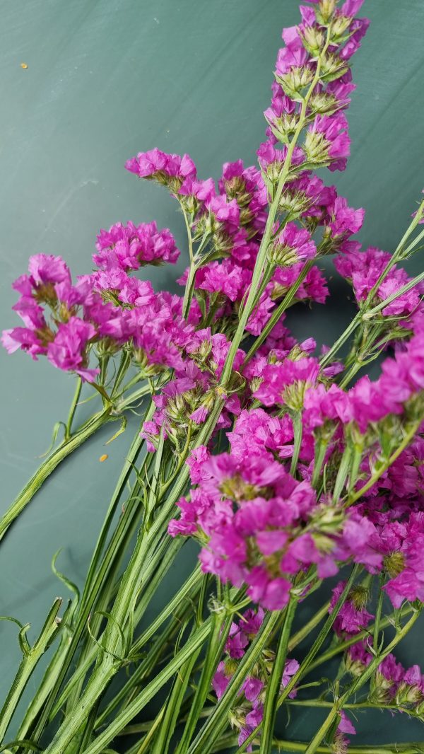 Strandflieder gefüllt Flieder frisch lila violett getrochnet im Mrs Greenery Shop bestellen kaufen