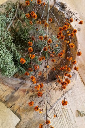 Stilingia Euphorbia trockenblume Naturdeko im Mrs Greenery Shop bestellen kaufen