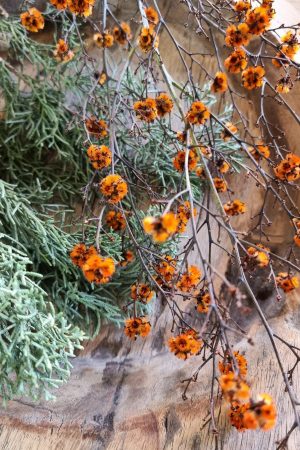 Stilingia Euphorbia trockenblume Naturdeko im Mrs Greenery Shop bestellen kaufen