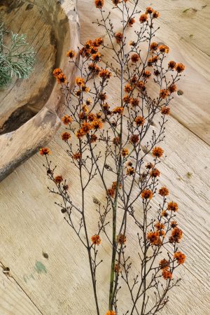 Stilingia Euphorbia trockenblume Naturdeko im Mrs Greenery Shop bestellen kaufen