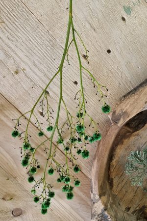 Stilingia Euphorbia trockenblume Naturdeko im Mrs Greenery Shop bestellen kaufen